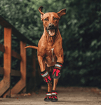 Bottes pour chien imperméables à semelle en caoutchouc