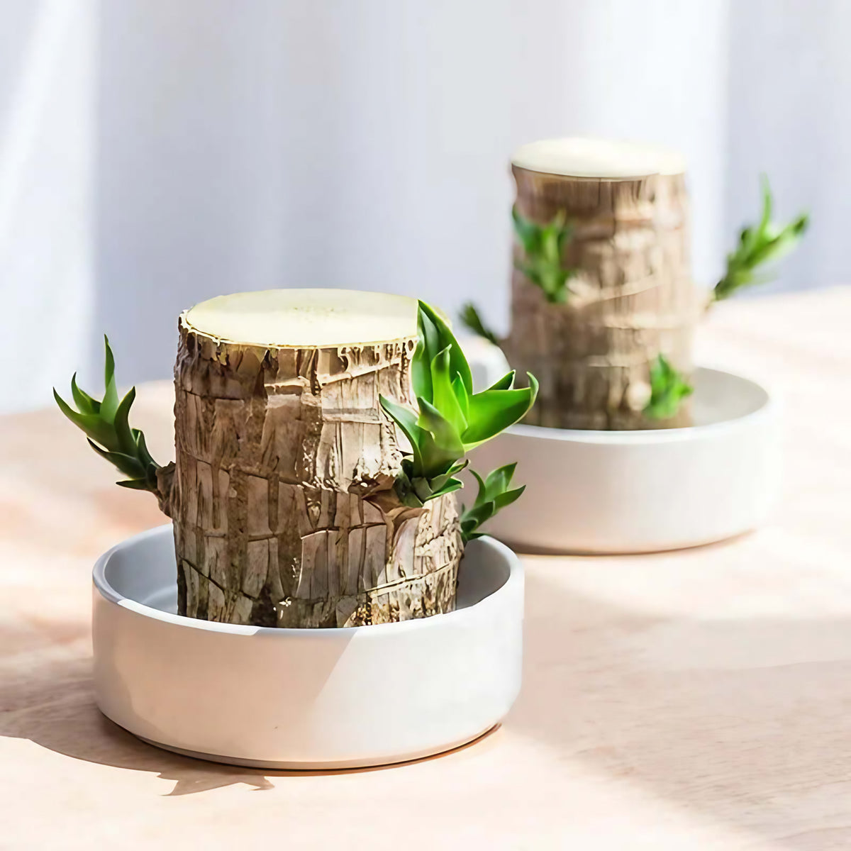 Petite plante d'intérieur en pot de 7 cm, avec ou sans plateau