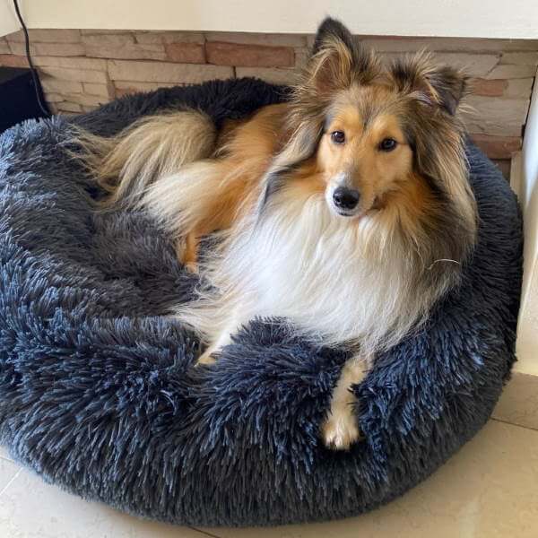 Lit orthopédique pour chien à rebords, housse lavable, cinq tailles, gris foncé