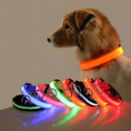Collier et laisse lumineux LED pour chien, en nylon, orange