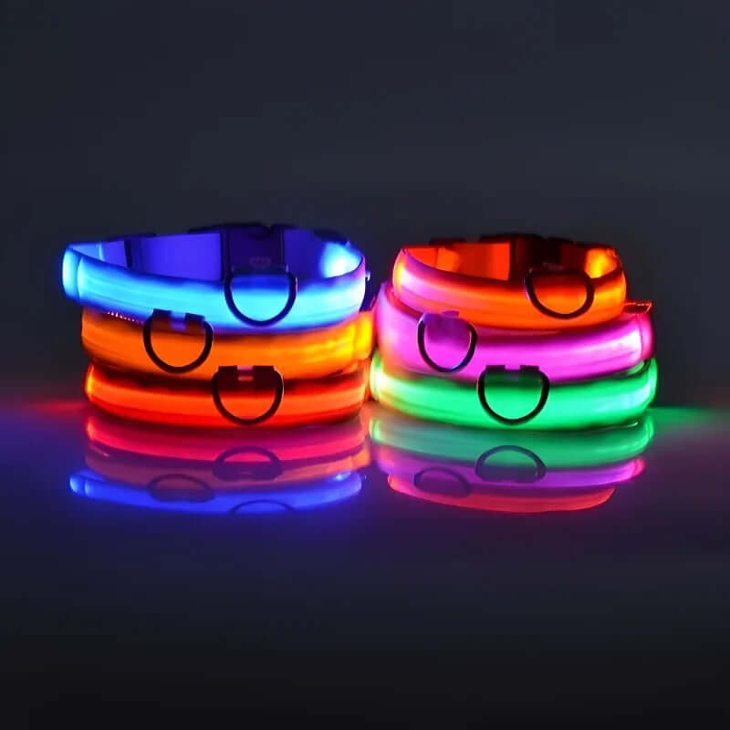 Collier et laisse lumineux LED pour chien, en nylon