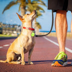 Traceur GPS pour chien et chiot, étanche, alerte de zone