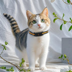 Collier GPS chien et chat, suivi en temps réel, étanche IP65