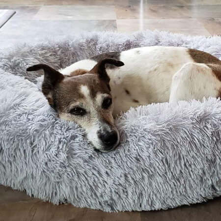 Lit orthopédique pour chien à rebords, housse lavable, cinq tailles