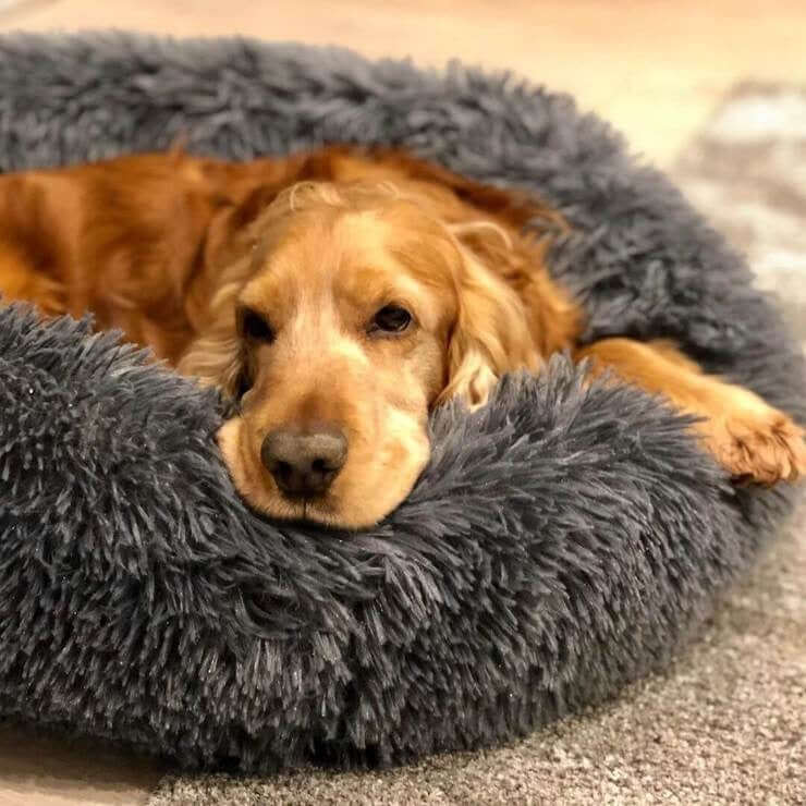 Lit orthopédique pour chien à rebords, housse lavable, cinq tailles