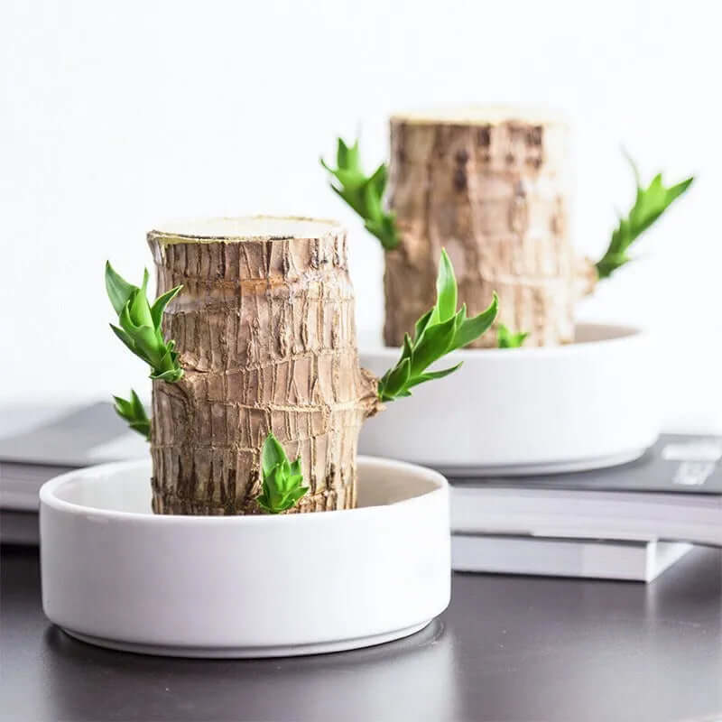 Petite plante d'intérieur en pot de 7 cm, avec ou sans plateau