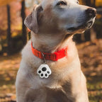 Traceur pour chien Bluetooth, alerte sur smartphone, huit coloris