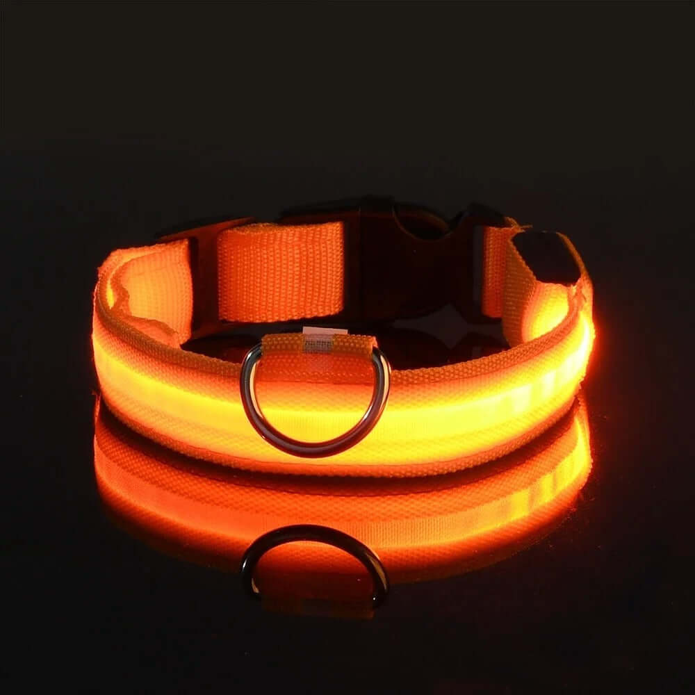 Collier et laisse lumineux LED pour chien, en nylon