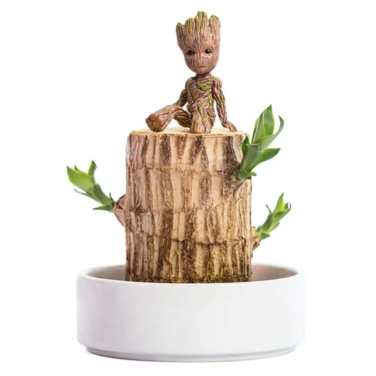 Petite plante d'intérieur en pot de 7 cm, avec ou sans plateau