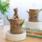 Petite plante d'intérieur en pot de 7 cm, avec ou sans plateau