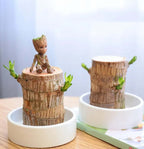 Petite plante d'intérieur en pot de 7 cm, avec ou sans plateau