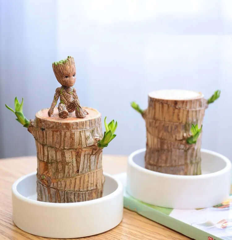 Petite plante d'intérieur en pot de 7 cm, avec ou sans plateau