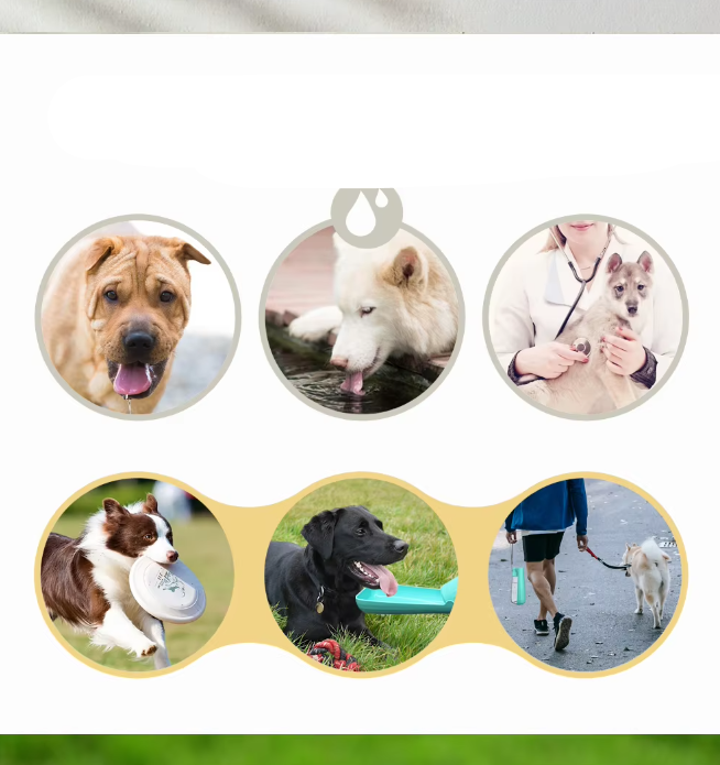 Bouteille d'eau pour chien avec gobelet intégré, 550 ml, anti-fuite