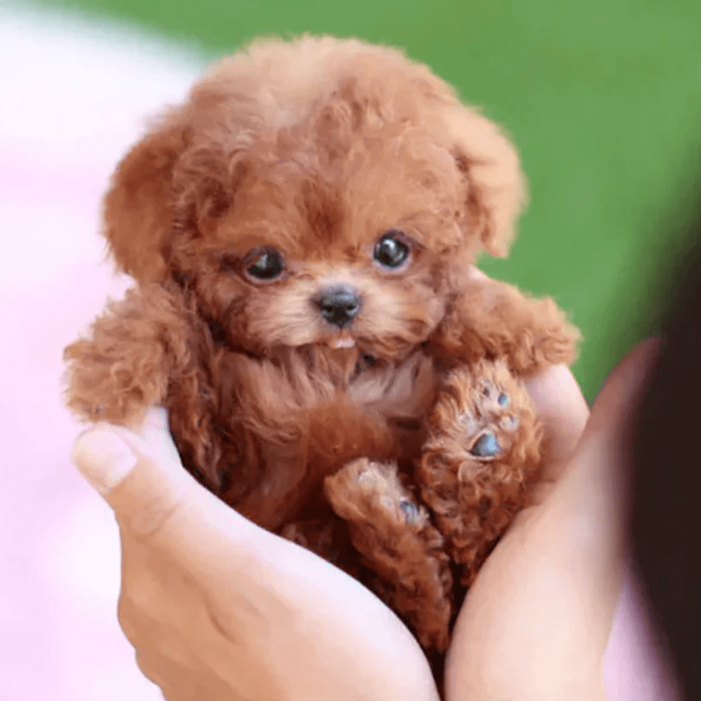 Chiot interactif en peluche pour enfant, blanc ou marron