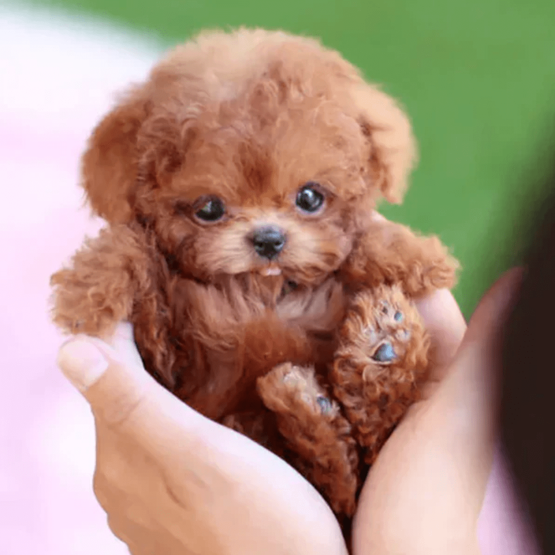 Chiot interactif en peluche pour enfant, blanc ou marron