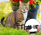 Collier pour chat en nylon réfléchissant, clochette, six coloris