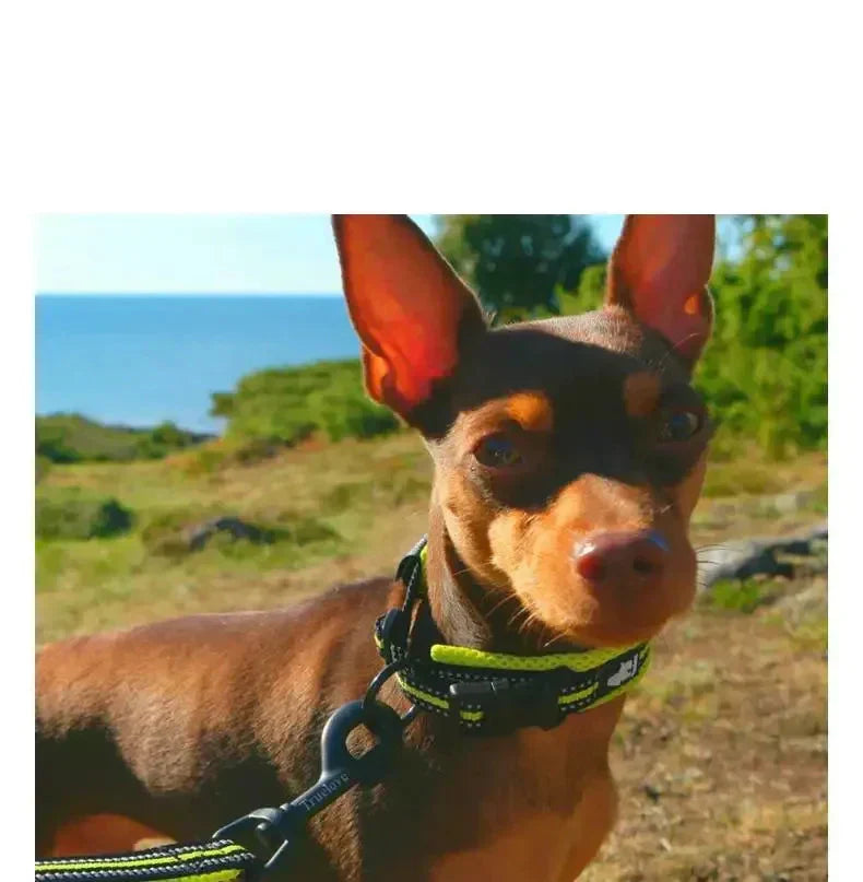 Collier pour chien réfléchissant en nylon, réglable, XXS au 3XL