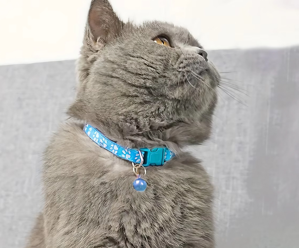 Collier pour chat réglable à clochette et motif patte