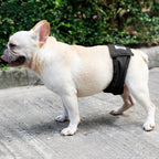Couche pour chien mâle réglable, trois coloris, du XS au XXL