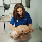Coupe-ongles pour chien et chat à capteur, prise ergonomique