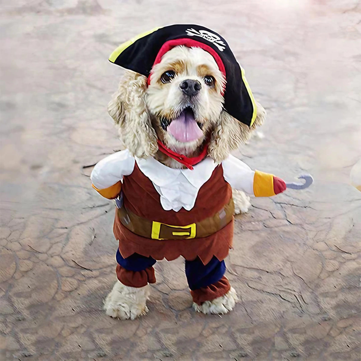 Déguisement pour chien, pirate ou prince de Noël, du S au XL