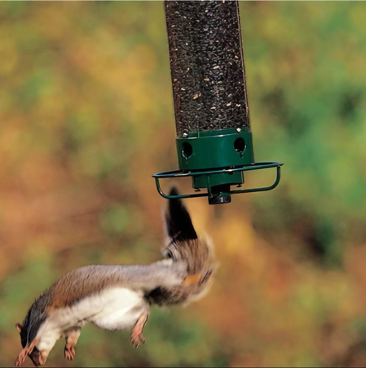 Mangeoire à graines pour oiseaux, anti-écureuil, sans rouille