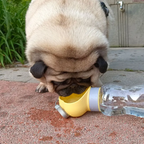 Gourde pour chien 2 en 1 avec gamelle intégrée, pour la balade