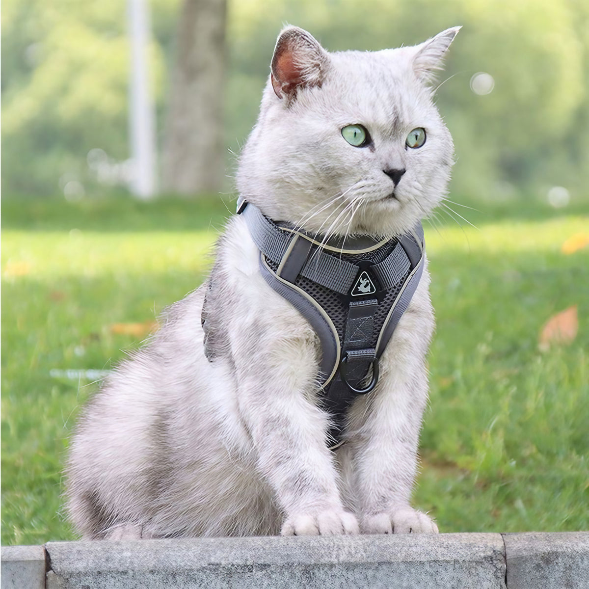 Harnais chat anti-fugue avec laisse et réflecteurs, du S au XL