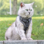 Harnais chat anti-fugue avec laisse et réflecteurs, du S au XL, gris
