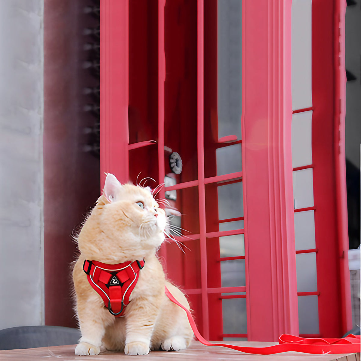 Harnais chat anti-fugue avec laisse et réflecteurs, du S au XL, rouge