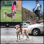 Harnais anti-traction pour chien personnalisable, réfléchissant