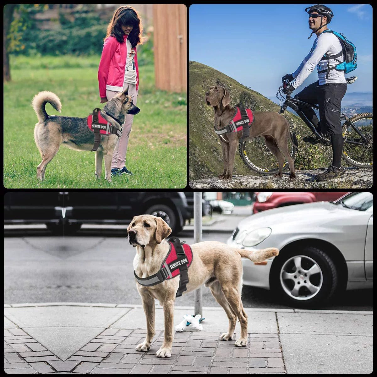 Harnais anti-traction pour chien personnalisable, réfléchissant
