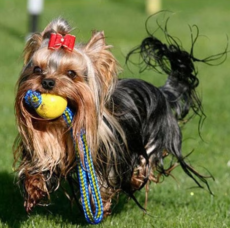 Jouet pour chien balle et corde de 9 cm, à lancer et à tirer