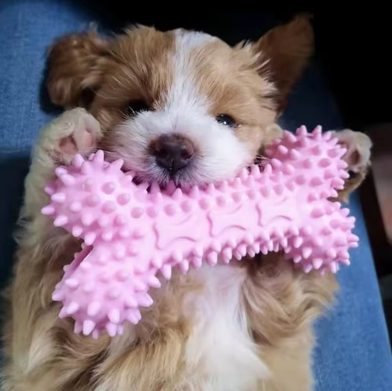 Lot de jouets à mâcher pour chiot, peluches, cordes et anneaux