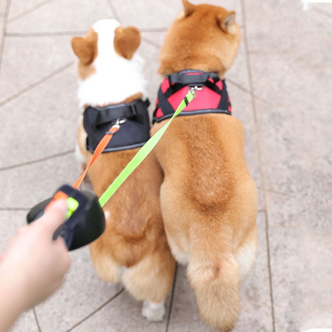 Laisse double pour deux chiens, lumineuse et sans nœuds