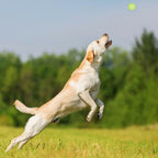 Lance-balle pour chien de 38 cm, ramasse la balle sans se baisser
