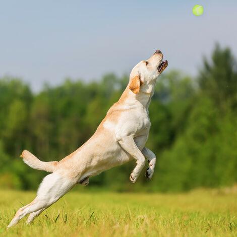 Lance-balle pour chien de 38 cm, ramasse la balle sans se baisser