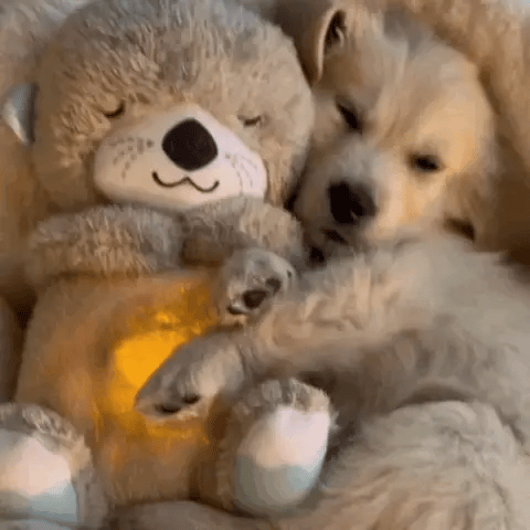 Peluche douce koala ou lapin, 30 cm, lavable en machine
