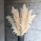 Herbe de pampas séchée, lot de 5, blanc, beige, naturel ou rose