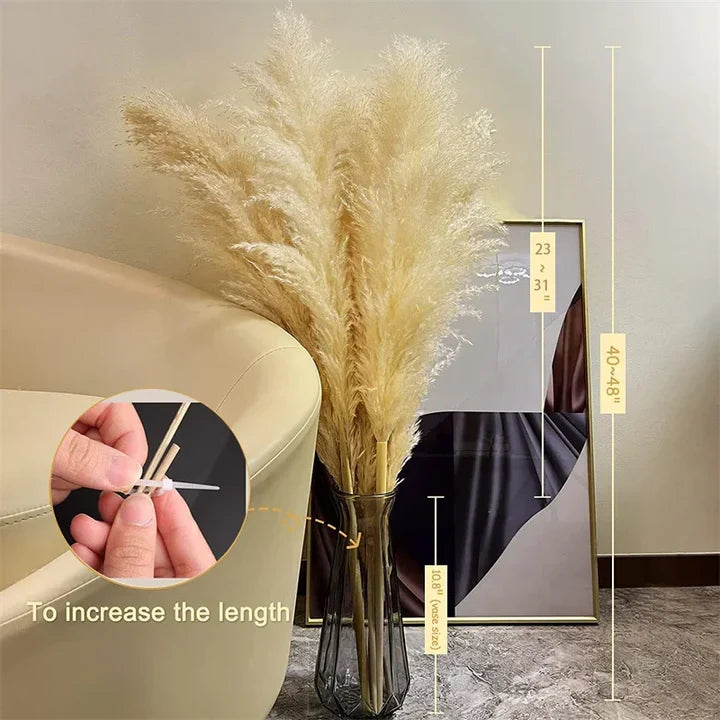 Herbe de pampas séchée, lot de 5, blanc, beige, naturel ou rose