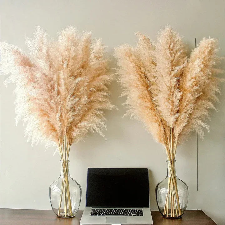 Herbe de pampas séchée, lot de 5, blanc, beige, naturel ou rose
