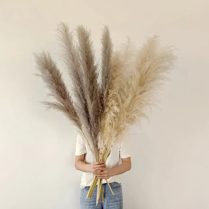 Herbe de pampas séchée, lot de 5, blanc, beige, naturel ou rose
