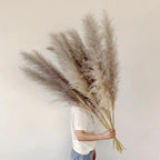 Herbe de pampas séchée, lot de 5, blanc, beige, naturel ou rose, naturel