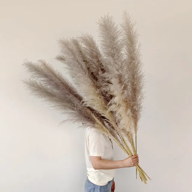 Herbe de pampas séchée, lot de 5, blanc, beige, naturel ou rose, naturel