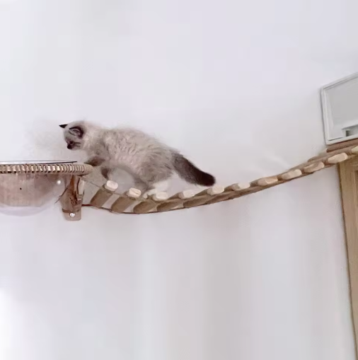 Passerelle murale pour chat avec échelle en sisal, deux longueurs