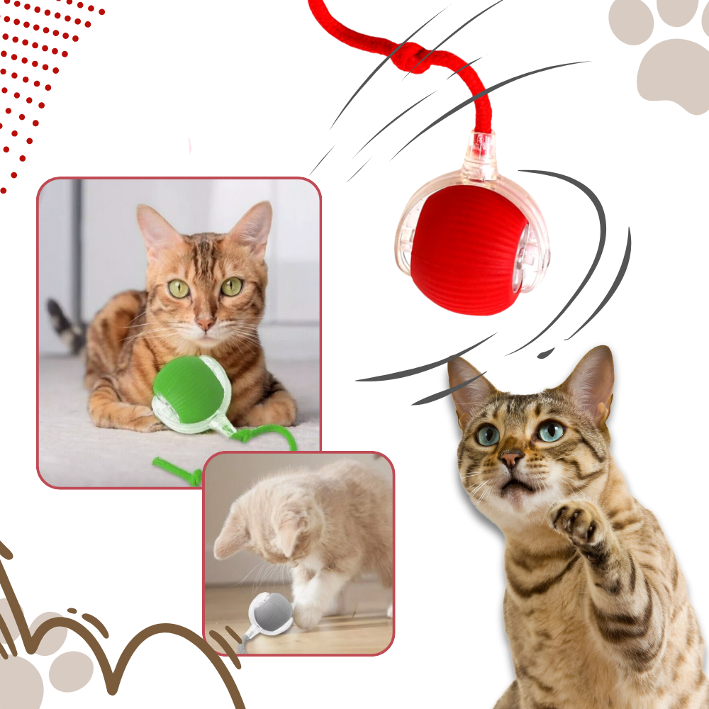 Jouet interactif pour chat, automatique et rechargeable