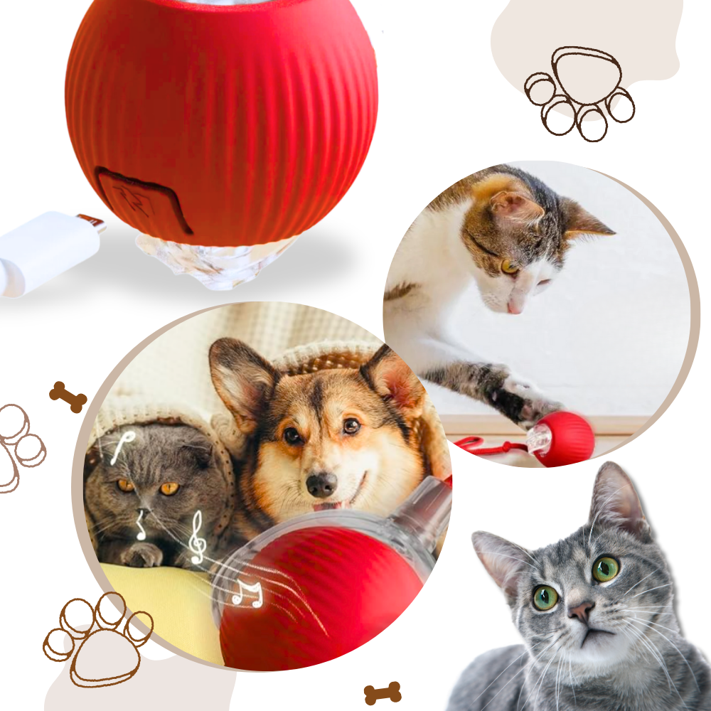 Jouet interactif pour chat, automatique et rechargeable