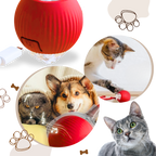 Jouet interactif pour chat, automatique et rechargeable