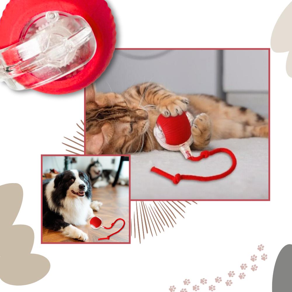 Jouet interactif pour chat, automatique et rechargeable