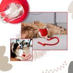 Jouet interactif pour chat, automatique et rechargeable